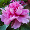 Cai Hui Pink Beautiful Garden Chinese Traditional Peony 