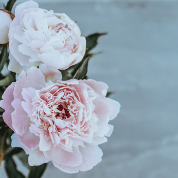 9 Peony Cultivation Techniques
