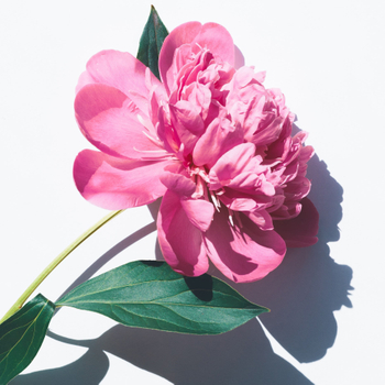What is Herbaceous Peony？