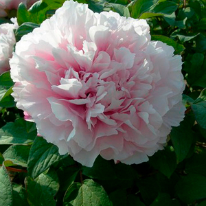 Xue Ying Tao Hua Pink Wholesale Chinese Peony Plant