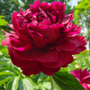 Wu Jin Yao Hui Dark Red Garden Chinese Peony Flower