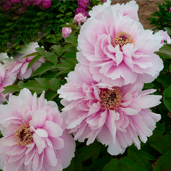 Yu Mian Tao Hua Pink Stunning Chinese Traditional Peony - Buy pink tree ...