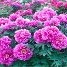 Die Yun Landscape Purple Chinese Peony Seedlings