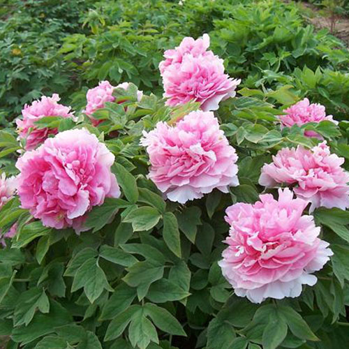 Cun Song Ying Pink Wholesale Japanese Garden Peony