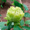 Dou lv Green Special Garden Chinese Peony Plant