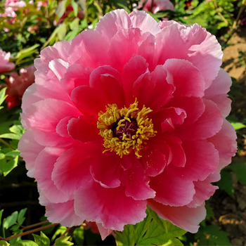 Yin Hong Qiao Dui Pink Chinese Peony Flower - Buy pink tree peony ...