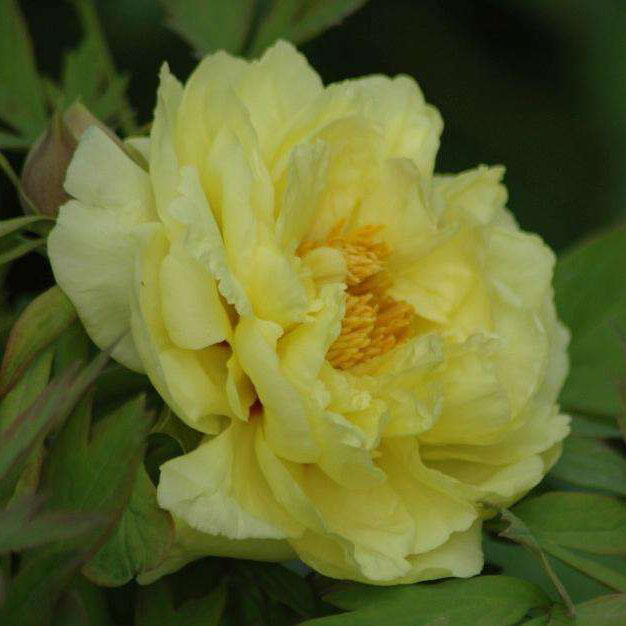 What Are Four Famous Precious Peonies?