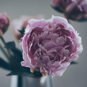 Are Tree Peonies’ Root Medicinal？