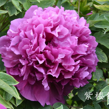 Zi Lou Cha Cui Purple Delighful Park Mountain Tree Peony