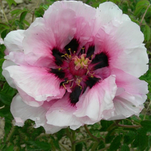 Yi Du Chun Qiu Pink Charming Backyard Tree Peony
