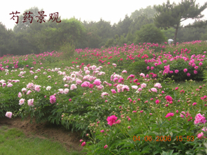 Chinese Herbaceous Peony Base 