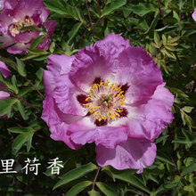 Shi Li He Xiang Multi-Clour Elegant Backyard Full Grown Tree Peony