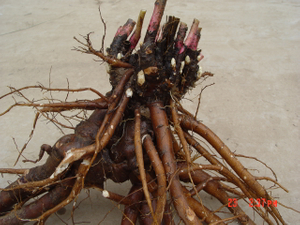 Root Tuber of Chinese Herbaceous Peony 