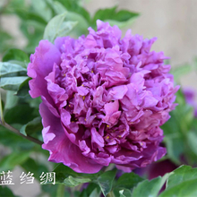 Lan Zhou Chou Blue Charming Garden Tree Peony Suffruticosa